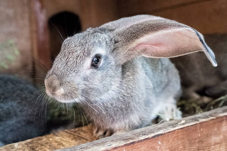 在笼子里的兔子宠物维玛图片