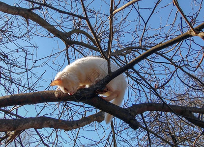 白小猫在树枝图片