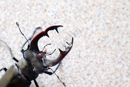 浅色背景上的锹形甲虫图片
