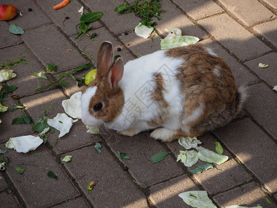 白的棕色家养兔子吃菜卷心菜胡萝卜图片