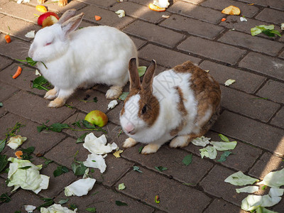 白和棕白家养兔子食菜图片