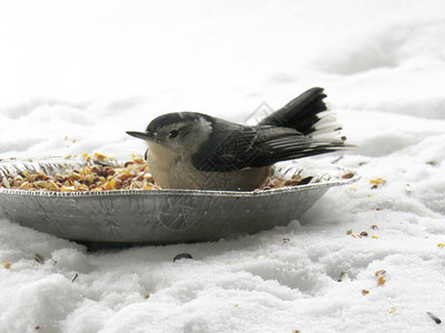 冬天五子雀鸟在装满鸟种的盘子里图片