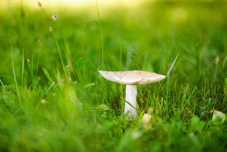 一个白色蘑菇的特写照片图片
