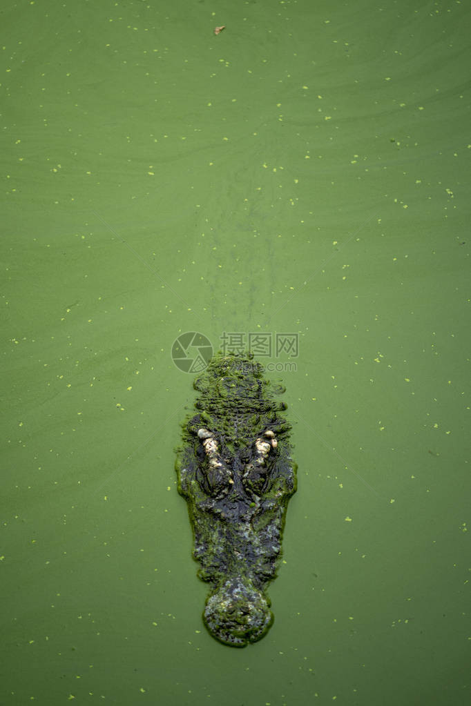 大鳄鱼在水里有很多绿色浮萍图片