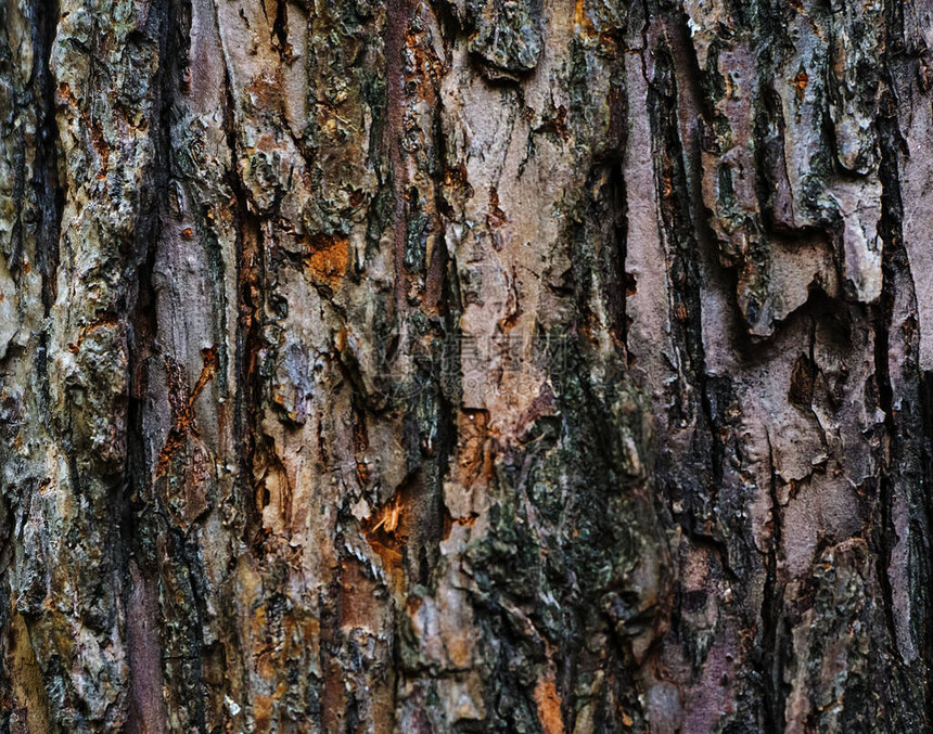 粗糙的树皮背景纹理图片