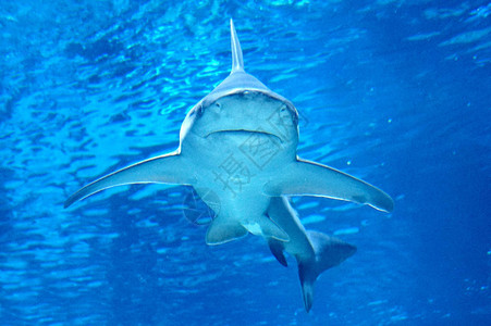鲨鱼在水下游泳图片