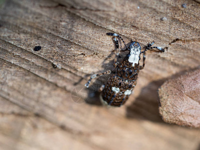 雌甲虫木制本底昆虫的详情图片