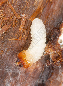 长角单幼虫木头上的Ceramb图片