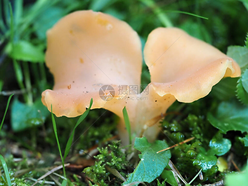 CRATERELLUSCORNUCOPIOIDES蘑菇特写细节图片