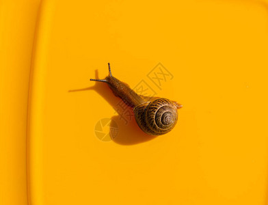在彩色背景上的蜗牛棕壳葡萄蜗牛是一种美味佳肴图片