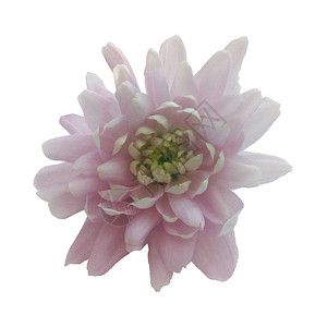 白种背景的孤立菊花粉红菊花芽色图片