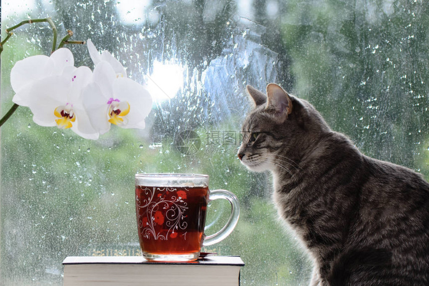 小猫坐在窗台上的茶杯上图片