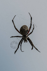 网络中的蜘蛛可能为Araneus背景图片