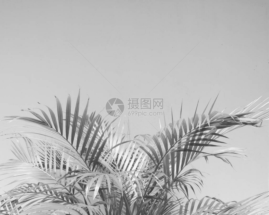 棕榈叶黑色和白色单调的抽象图片