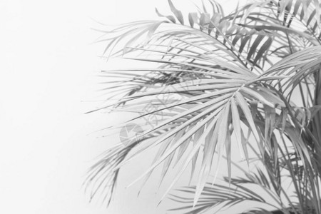 棕榈叶黑白单色调的灰色图片