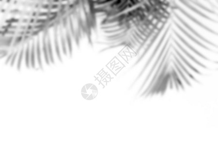 棕榈叶黑白单色调的模糊灰色阴影背景图片