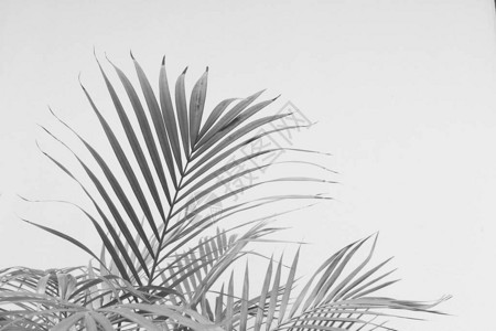 棕桐叶棕榈叶黑色和白色单调的抽象插画