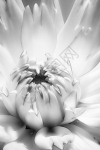 一朵孤立的白色亮大丽花内部的单色宏观肖像图片