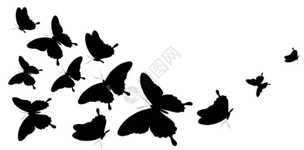 在白色背景上隔离的蝴蝶黑月光背景图片