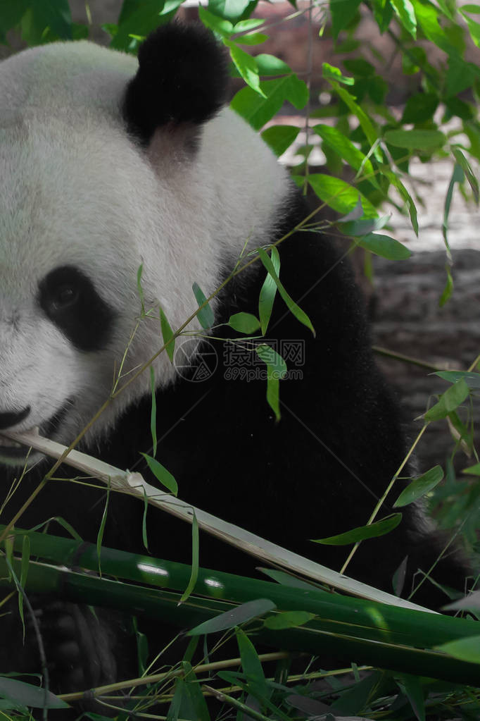 一半可爱的素食熊大猫在一只大幼熊图片