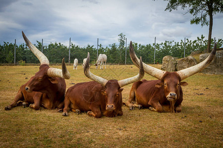 三头公牛躺在动物园的草地上图片