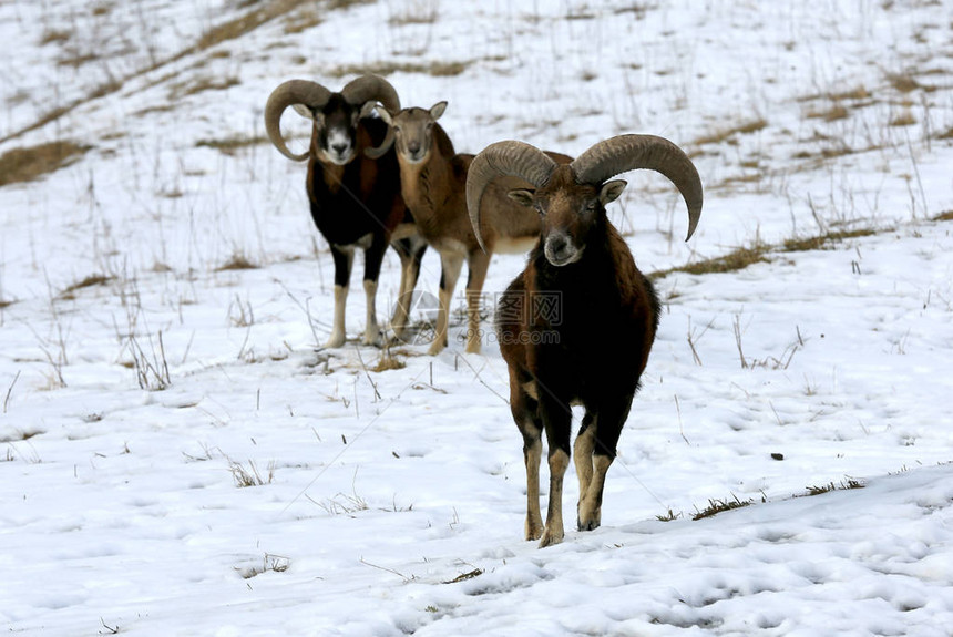 冬季牧草的山羊图片
