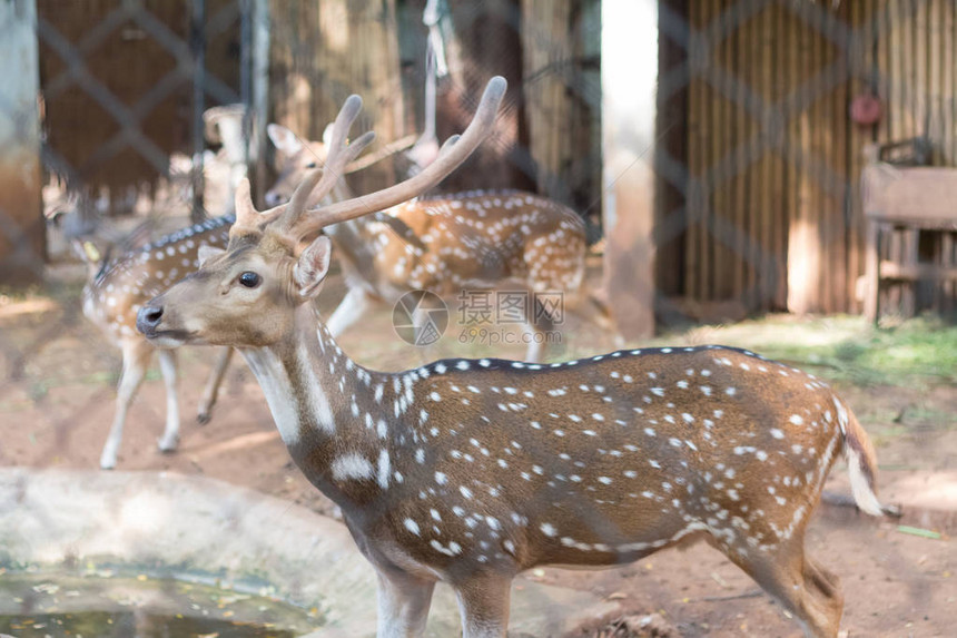 生活在泰国动物园的鹿或切骨也称为图片