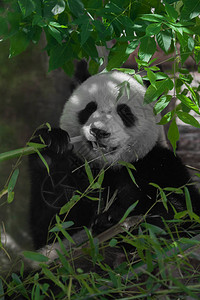 吃竹子可爱的素食熊大猫在一只大幼熊图片