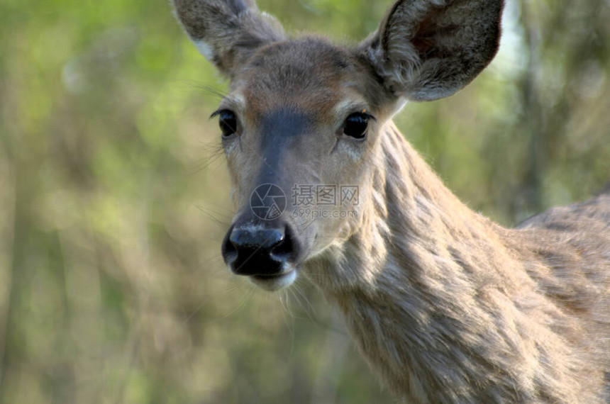 白尾鹿向加拿大安略省惠特比LyndeShores保护区图片