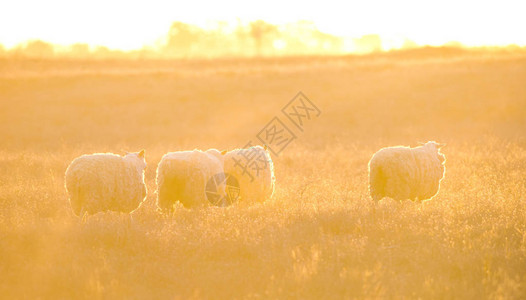 日落时在田野里放羊的风景背景图片