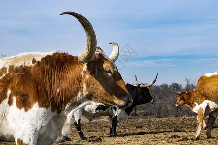 一头大型长角牛的头部和长而弯曲的尖角的特写图片