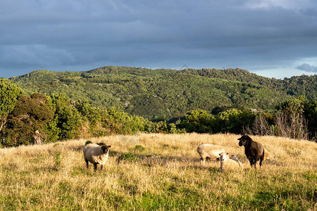夕阳下绵羊在金色的草地上吃草图片