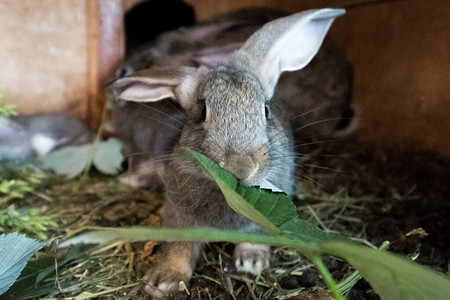 灰色家养兔子吃新鲜草地野兔在笼子里图片