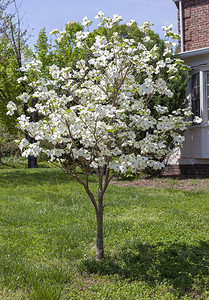 住宅前院盛开的春天白山茱萸树图片