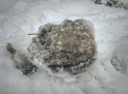 马冰冷的蹄脚印在雪地里马蹄的深印记图片