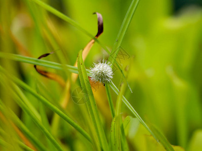 属于莎草科的白头穗莎草或白水莎草花高清图片