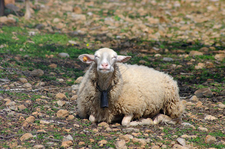 一只表情满意的羊背景图片