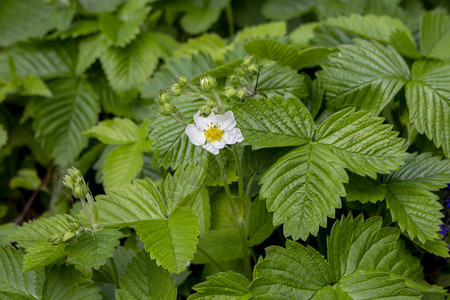 带叶子的野草莓开花灌木野草莓在春天开花草莓叶用于泡茶白色的花是黄图片