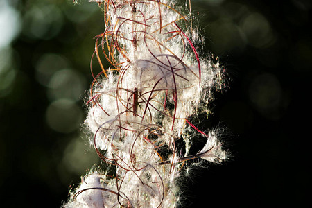 白色蓬松向日葵法国柳Epilobiumangustifolium种子图片