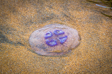 海岸上的紫色水母图片