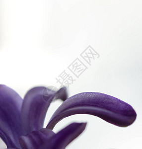 Hyacinth花瓣闭合对白色背图片