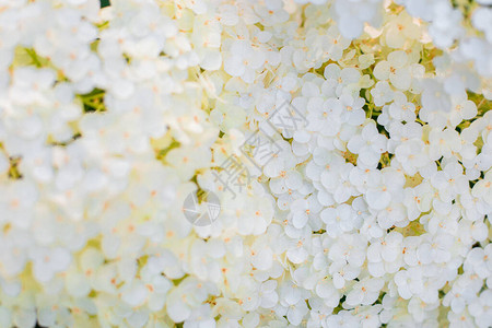 白色花朵有光线网络横幅自然背景鲜图片