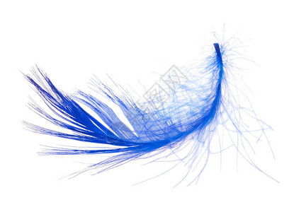 孤立在白色背景上的单根蓝色羽毛背景图片