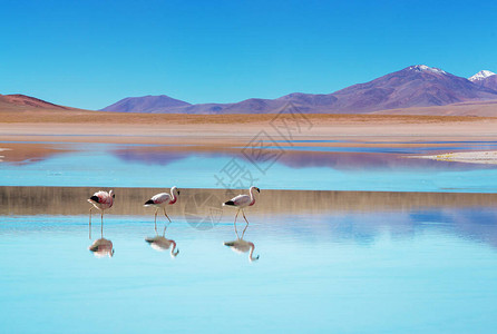 美丽的山湖中的火烈鸟图片