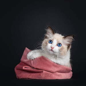 令人印象深刻的密封双色布娃猫小图片