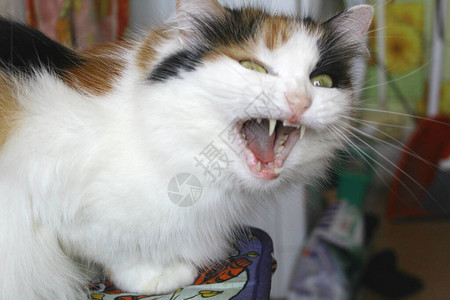 一只愤怒的猫肖像张开嘴发出嘶声猫脸的照片嘴巴是张开的可以看到白色的尖牙和小牙齿动物发出图片