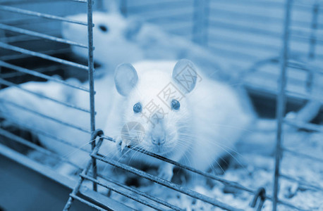 实验室老鼠从笼子外看图片