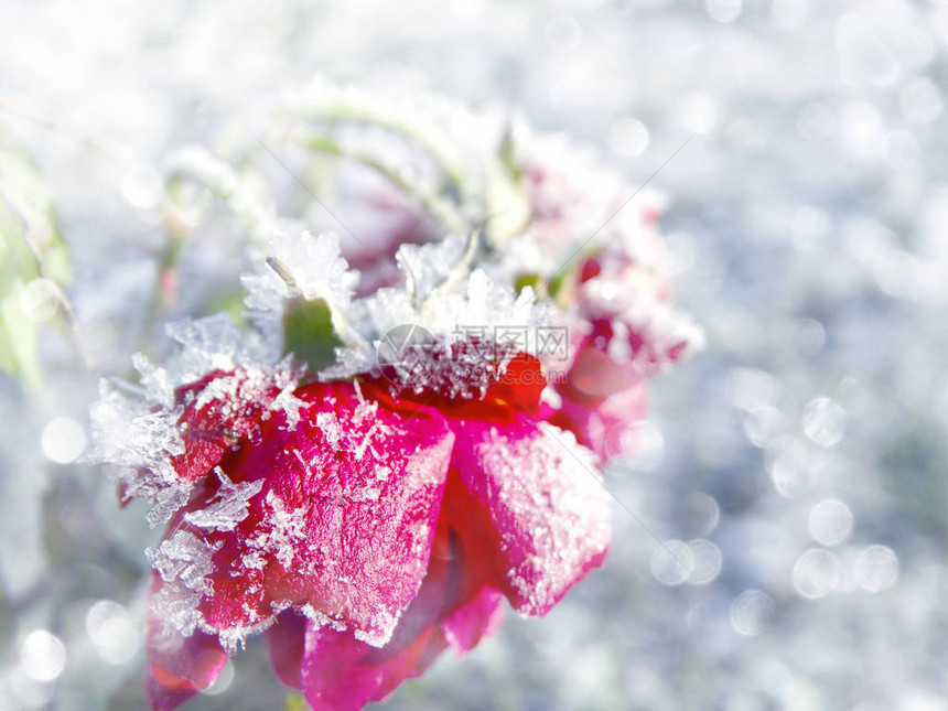 冬季圣诞节背景有晶体雪花在冰花图片