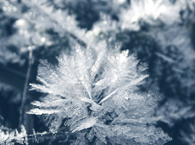 冬季圣诞节有晶体雪花冻状形态图片
