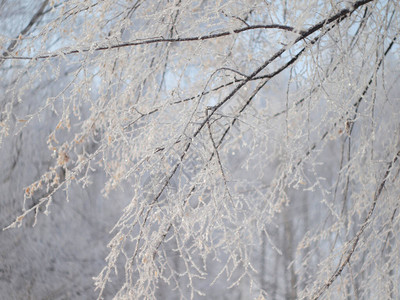 俄罗斯冬季自然图片